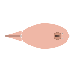 Eyes: Small