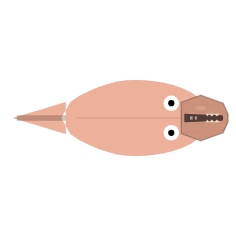 Jaw Strength: Wide + Weak