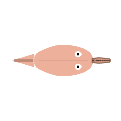 Mouth Width + Jaw Length: Narrow + Mid
