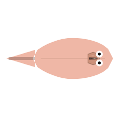 Near Vision Angle: Narrow