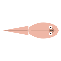 Tail Investment: Muscular